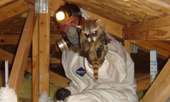 Humane Wildlife Removal and Pest Control - Squirrel, Raccoon, Mice and Bat Removal  Services